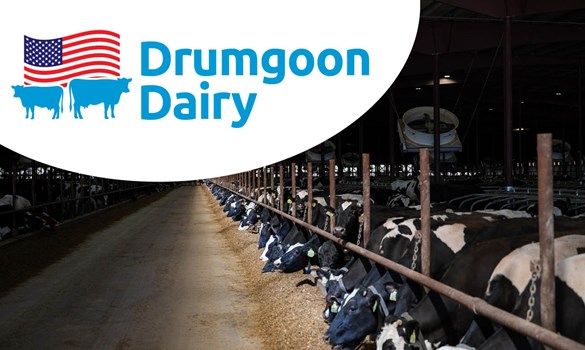 Cows eating in shed at Drumgoon Dairy